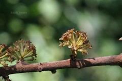 Actinodaphne malabarica